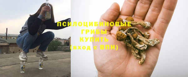 прущие грибы Лабытнанги